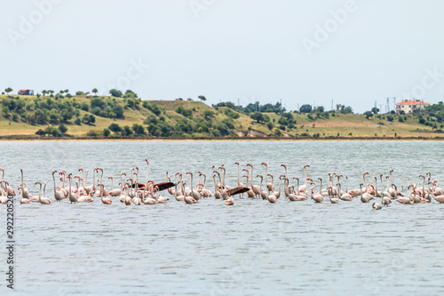 Flamingos in Edirne Enez Lake