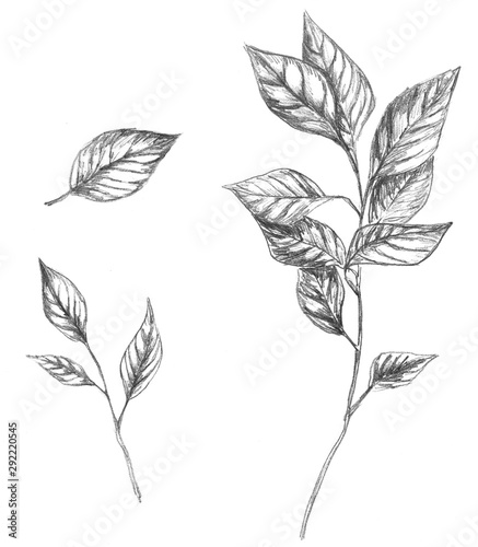Set of sketches. Illustrations of branch and leaf