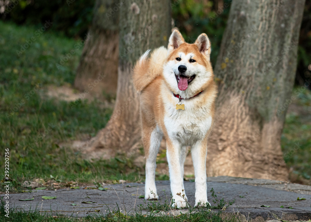 Nice young akita dog in the park