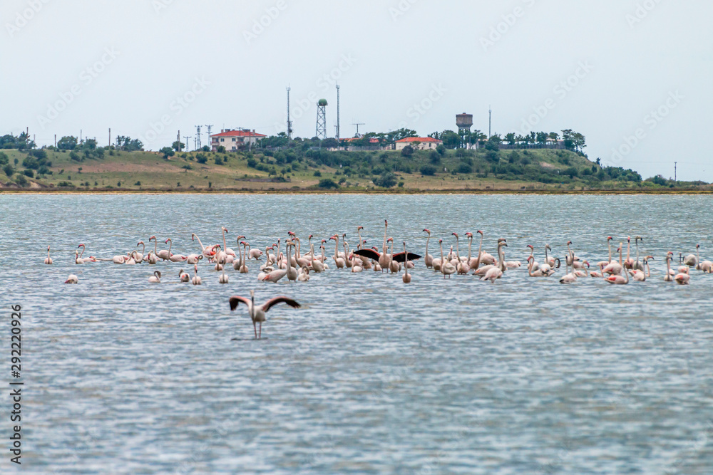 Flamingos in Edirne Enez Lake Flamingos in Edirne Enez Lake