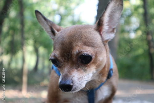 portrait of a dog