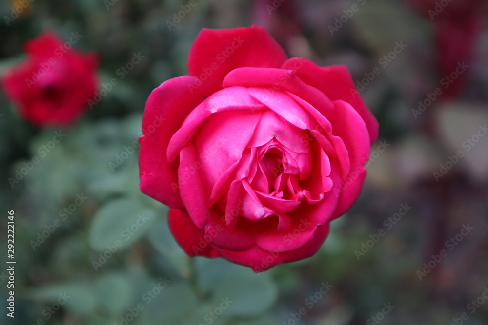 red rose in the garden red rose in the garden