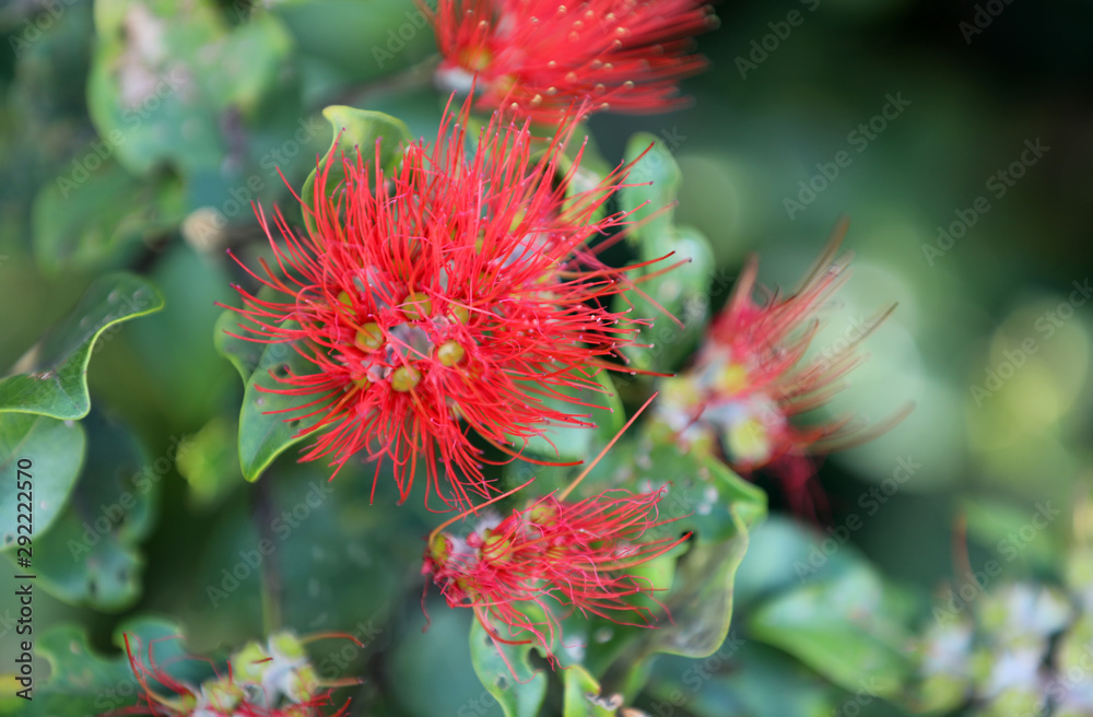 Pohutukawa Metrosideros excelsa Neuseeländischer Weihnachtsbaum Pohutukawa Metrosideros excelsa Neuseeländischer Weihnachtsbaum