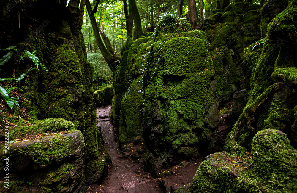 The moss covered rocks of Puzzlewood, an ancient woodland near Coleford in  the Royal Forest of Dean, Gloucestershire, UK Photos | Adobe Stock