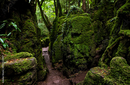 The moss covered rocks of Puzzlewood, an ancient woodland near Coleford in the Royal Forest of Dean, Gloucestershire, UK © Fulcanelli