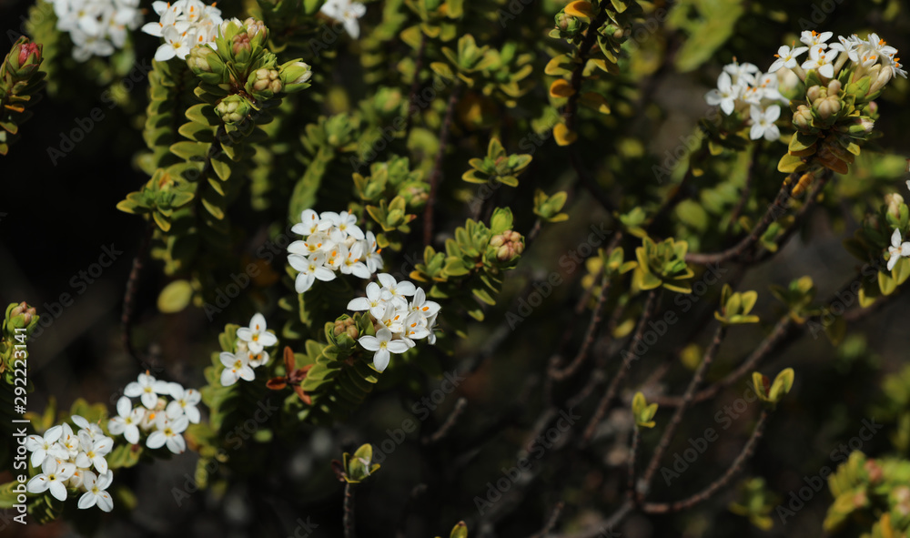 Strauchvernonika Veronica Hebe Blüte Neuseeland Strauchvernonika Veronica Hebe Blüte Neuseeland