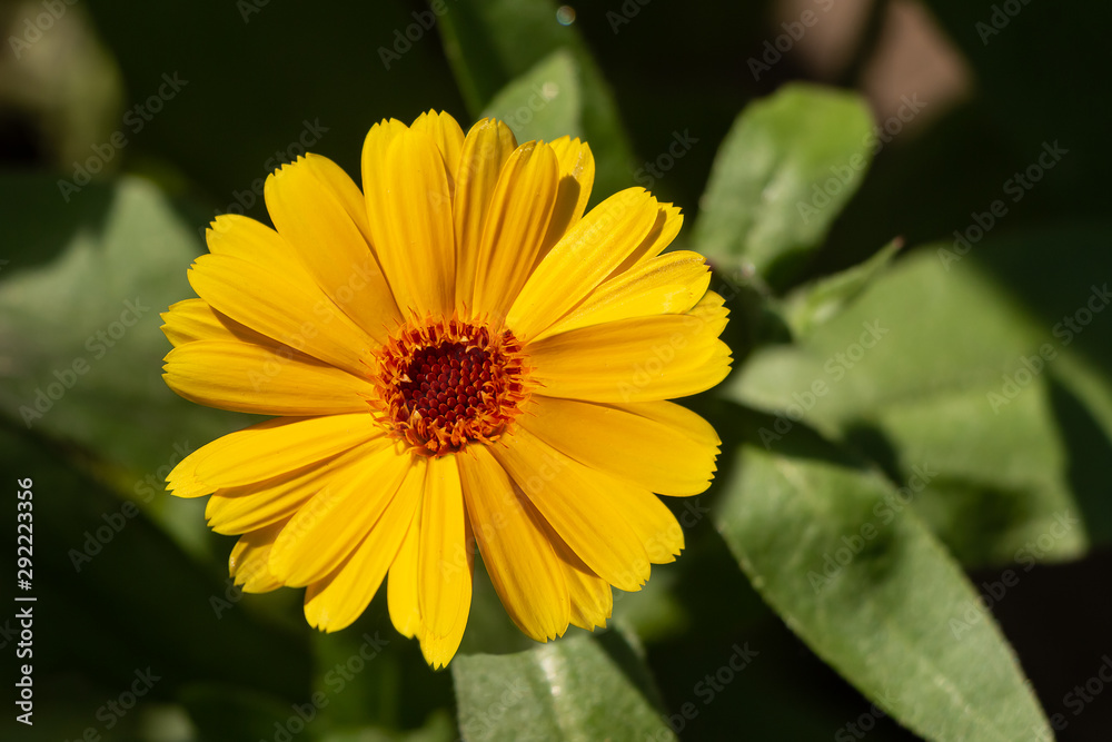 One yellow and orange calendula flower with green leaves in a park in summer One yellow and orange calendula flower with green leaves in a park in summer