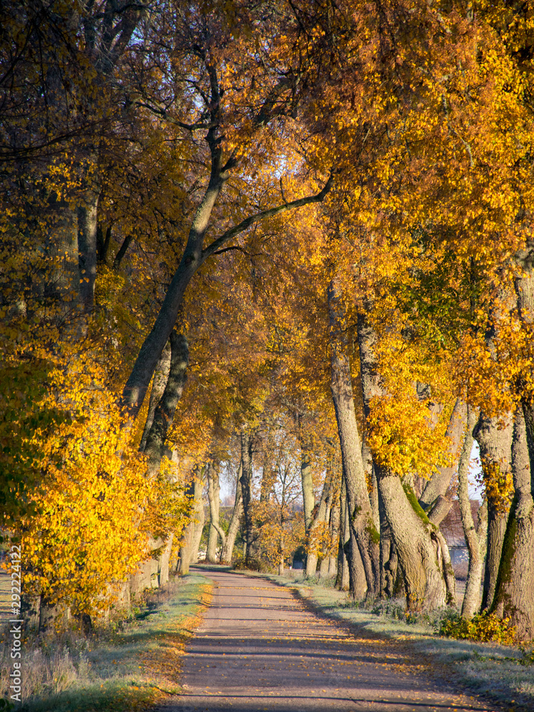 beautiful and colorful tree alley in autumn