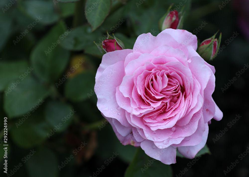 Blühende Rose Blume Pflanze floral