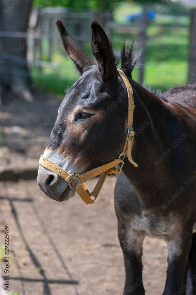 Funny donkey animal serious portrait, one farm animal in daylight sunlight Funny donkey animal serious portrait, one farm animal in daylight sunlight