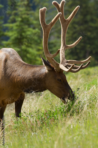 Majestic Male Elk © Prakash Mandalia 