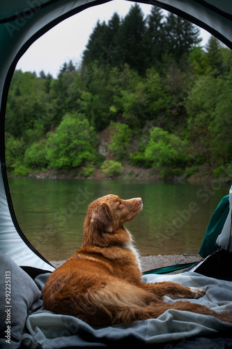 Photography dog in a tent in the rain