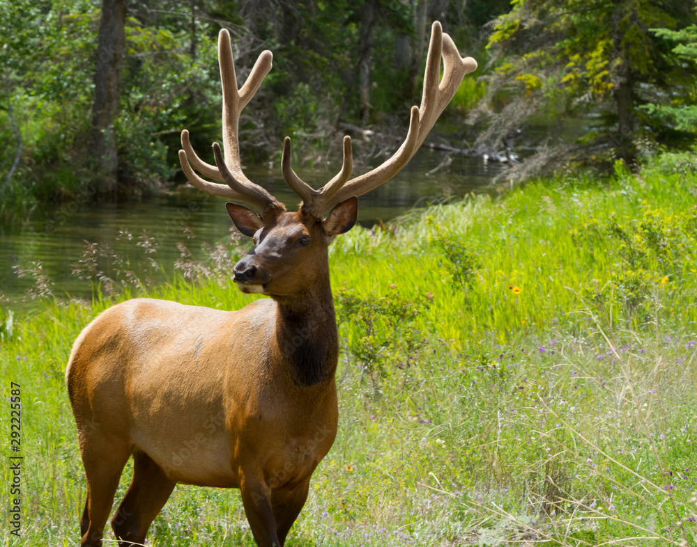 Majestic Male Elk Majestic Male Elk