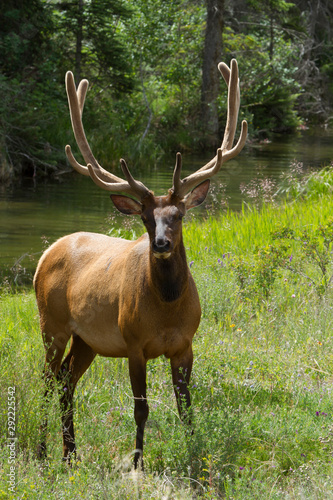 Majestic Male Elk