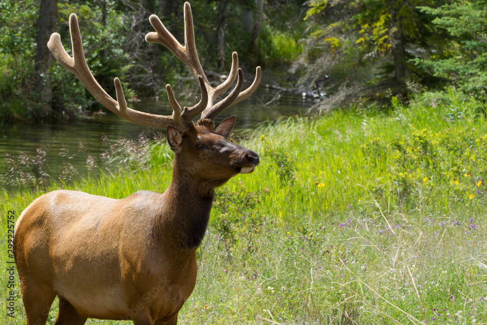 Majestic Male Elk Majestic Male Elk