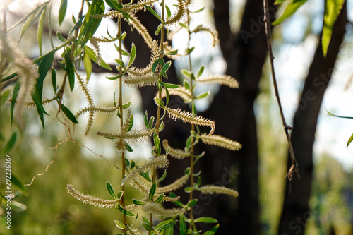 Spring Weeping Willow Tree brunches