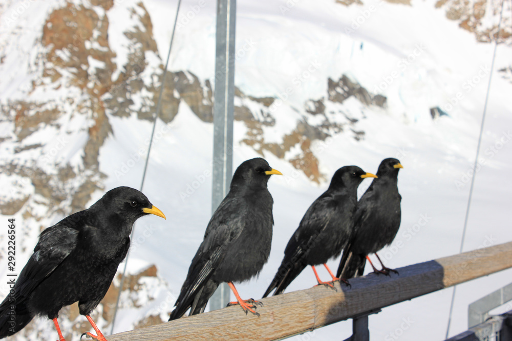 Fototapeta premium four alpine choughs sitting on a wooden stick