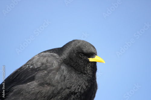 alpine chough looking around photo