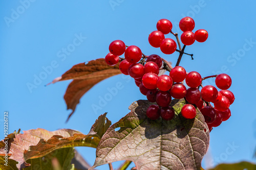 Bunch of bright ripe viburnum berries with green and red leaves is on a blue sky background in autumn photo