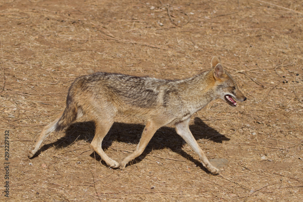 Indian Jackal in Gir National Park, India Indian Jackal in Gir National Park, India