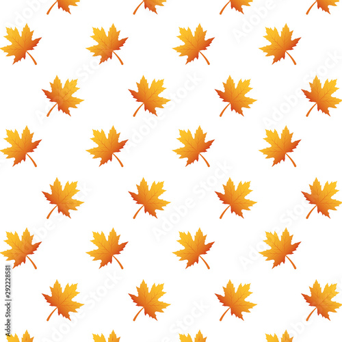 autumn leafs foliage seasonal pattern