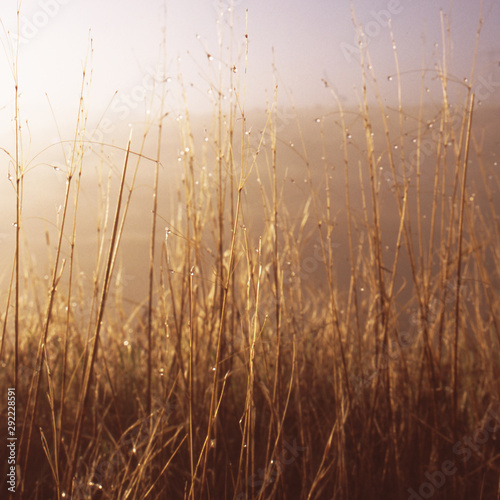 Dew on dry weeds photo