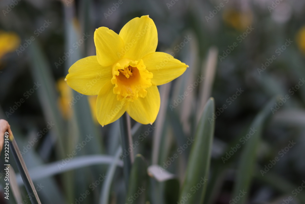 Yellow flower outside nature with bokeh