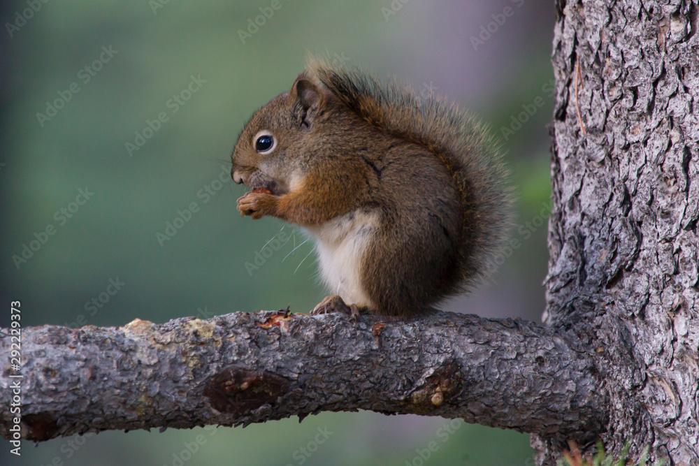 Squirrel In the evening light Squirrel In the evening light