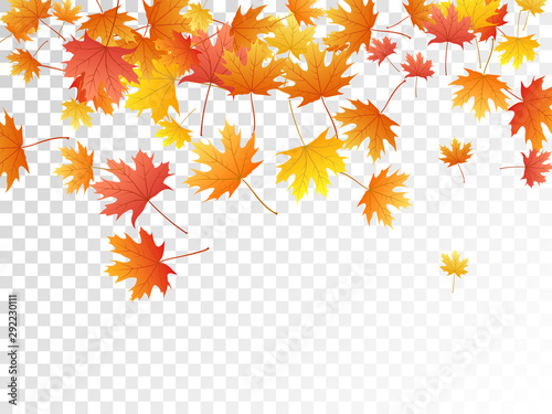 Maple leaves vector illustration, autumn foliage on transparent background.