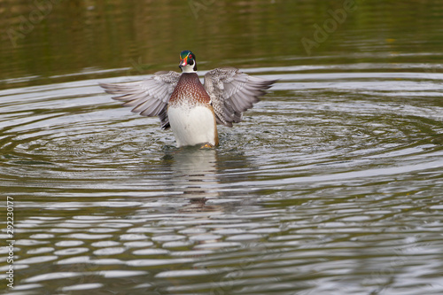 Beautiful Wood Duck In Southern Alberta 