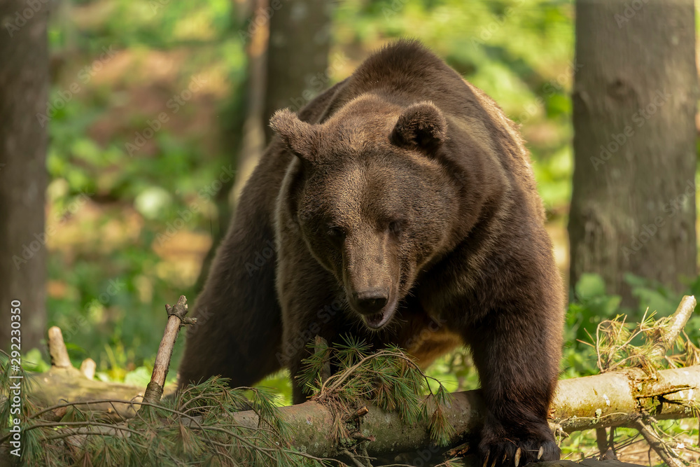 The brown bear (Ursus arctos) in its natural environment natural scene from forest habitat The brown bear (Ursus arctos) in its natural environment natural scene from forest habitat