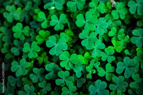 Spring background frame, Green clover leaf isolated on white background. with three-leaved shamrocks. St. Patrick's day holiday symbol,Spring concept.