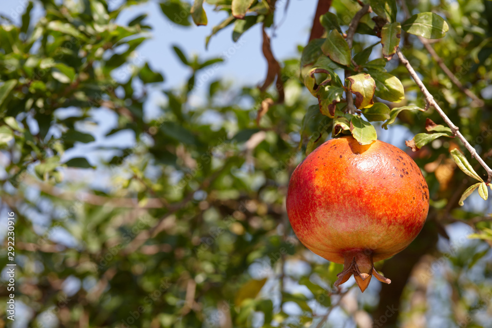 Fresh ripe pomegranate fruits hanging on a tree Fresh ripe pomegranate fruits hanging on a tree