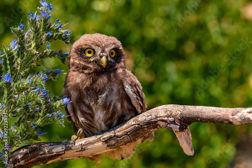 Little owl or Athene noctua perched on branch photo