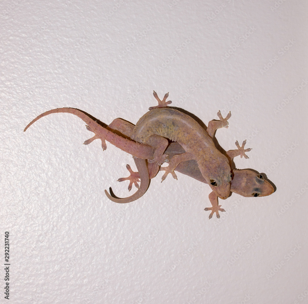 Naklejka premium Gecko Lizard pair males and females are breeding on white ceiling