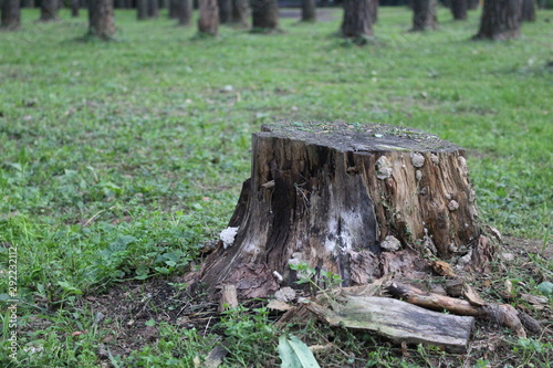 stump of a tree in the Park in the summer 