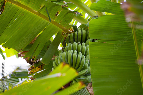 Green banana bunch in tree in the jungle close-up, unripe