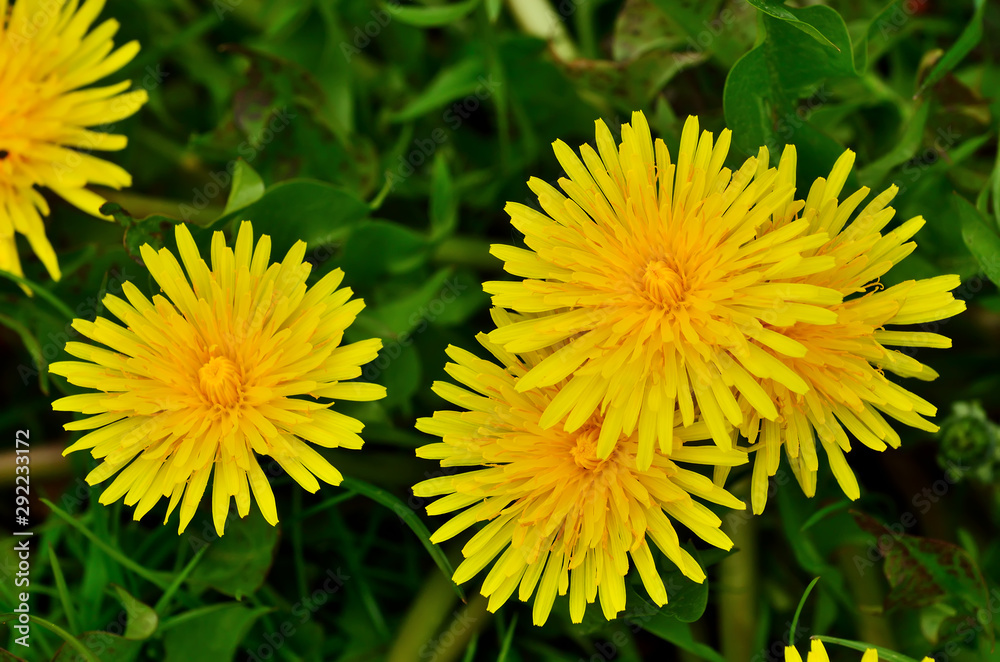Beautiful yellow dandelion flowers closeup on grass background Beautiful yellow dandelion flowers closeup on grass background