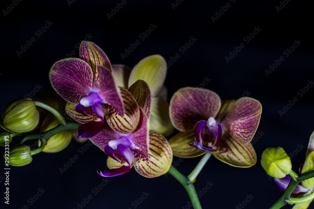 Fototapeta premium Orchidae blooms in front of dark background