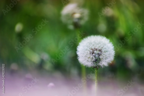 White dry dandelion flower closeup against green grass and other blurry dandelions with copy space. Summer and dreaming concept. Soft focus.