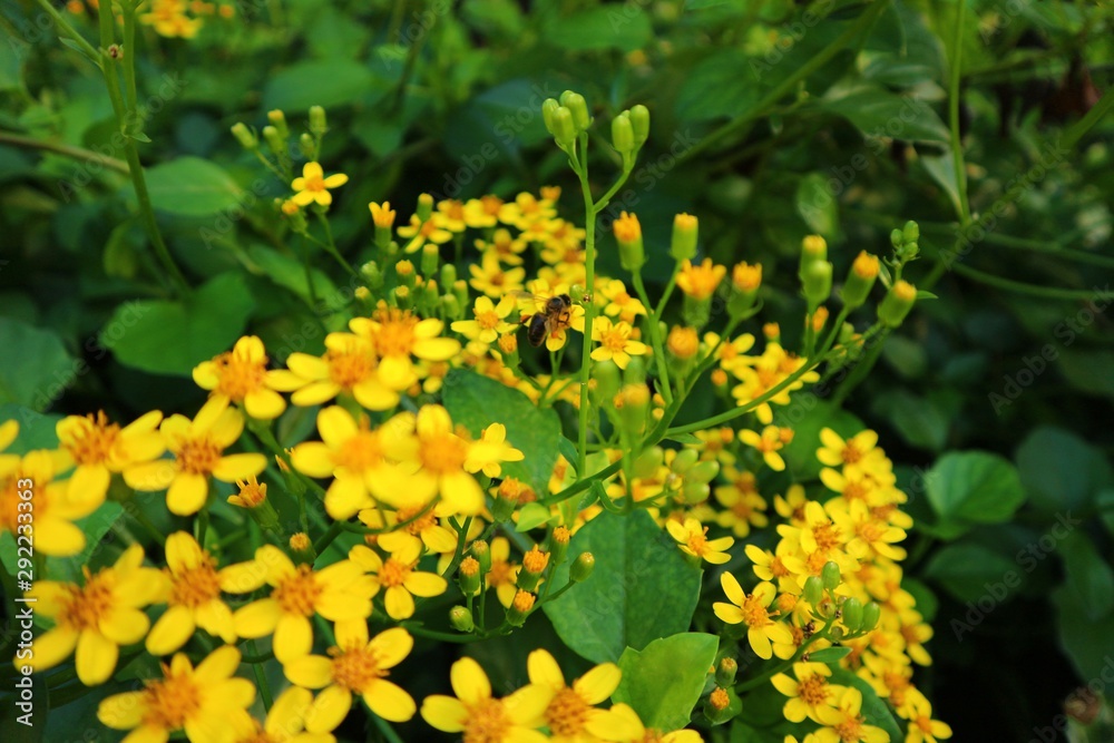 yellow flowers in the garden yellow flowers in the garden