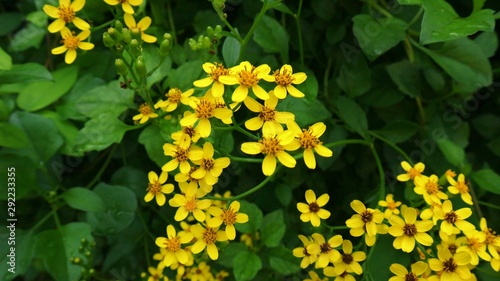 yellow flowers in garden