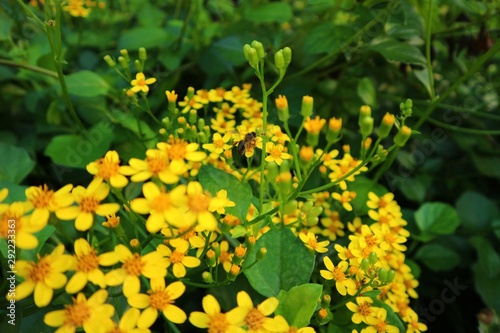 yellow flowers in the garden