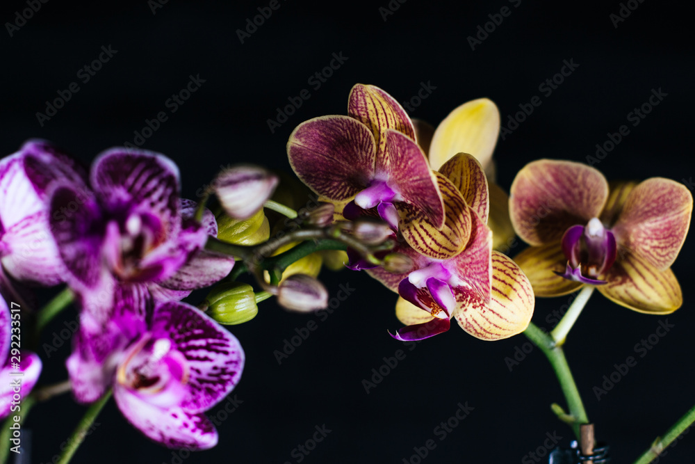 Orchidae blooms in front of dark background Orchidae blooms in front of dark background