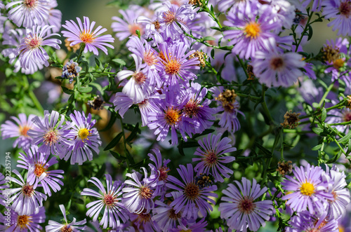 Wallpaper Mural Beautiful decorative and healing flower aster alpinus in purple Torontodigital.ca