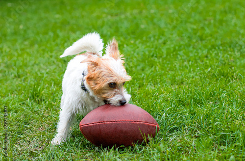 A funny, funny dog runs to catch an American football ball on a green grass lawn. Happy Jack Russell Terrier plays rugby. Parson puppy smiling with a ball. Copy Space.