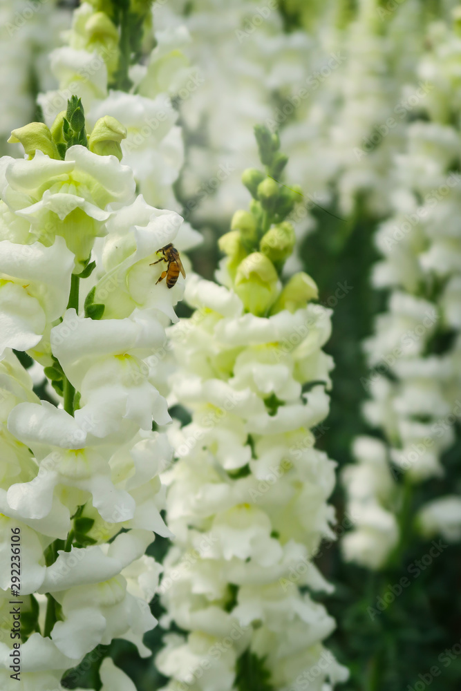 Beautiful white snapdragon flower (Antirrhinum majus L.) bloomimg in the garden outdoor park. Beautiful white snapdragon flower (Antirrhinum majus L.) bloomimg in the garden outdoor park.