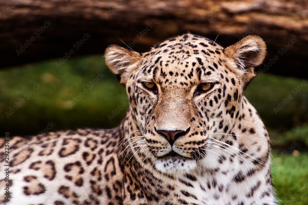 Leopard, beautiful portrait . Animal world. Big cat. Leopard, beautiful portrait . Animal world. Big cat.