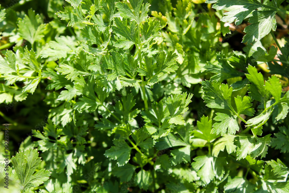 Parsley growing in the garden. Fresh greenery leaves background. Organic lush foliage. Cooking herbal ingredient. Summer and autumn harvesting Parsley growing in the garden. Fresh greenery leaves background. Organic lush foliage. Cooking herbal ingredient. Summer and autumn harvesting