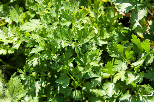 Parsley growing in the garden. Fresh greenery leaves background. Organic lush foliage. Cooking herbal ingredient. Summer and autumn harvesting